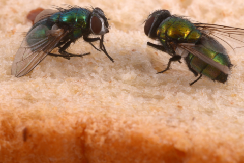 Why Flies Are Annoying pest management Wentzville St Charles St Louis