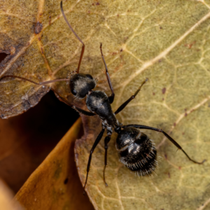 Carpenter Ants Ants in Missouri