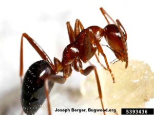 Field Ants Ants in Missouri