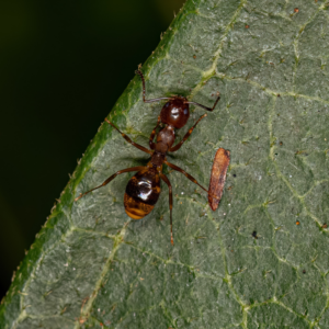 Odorous House Ants Ants In Missouri