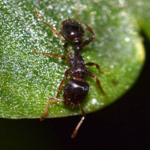 Pavement Ants Ants in Missouri